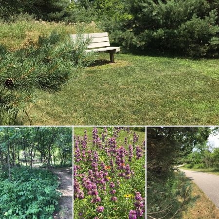 A bench among pinetrees; wildflowers and trails