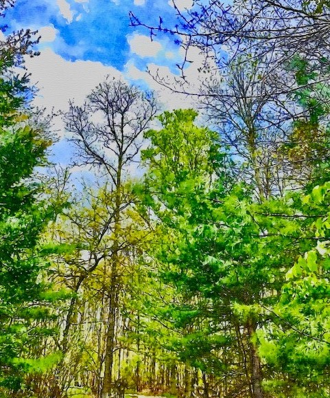 A wooded area, with trees beginning to leaf out among evergreens and a cloudy blue sky.