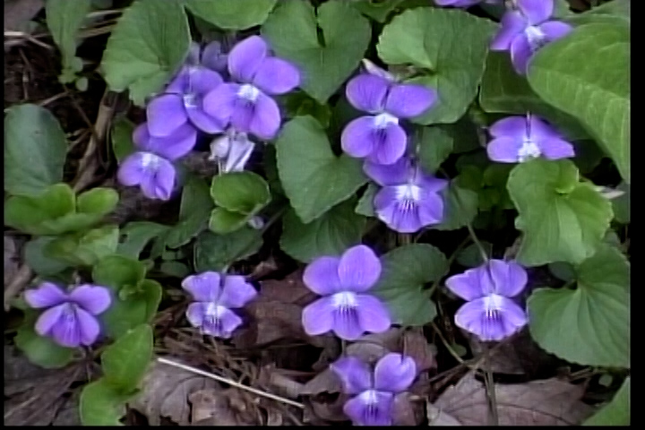 Purple Wildflowers