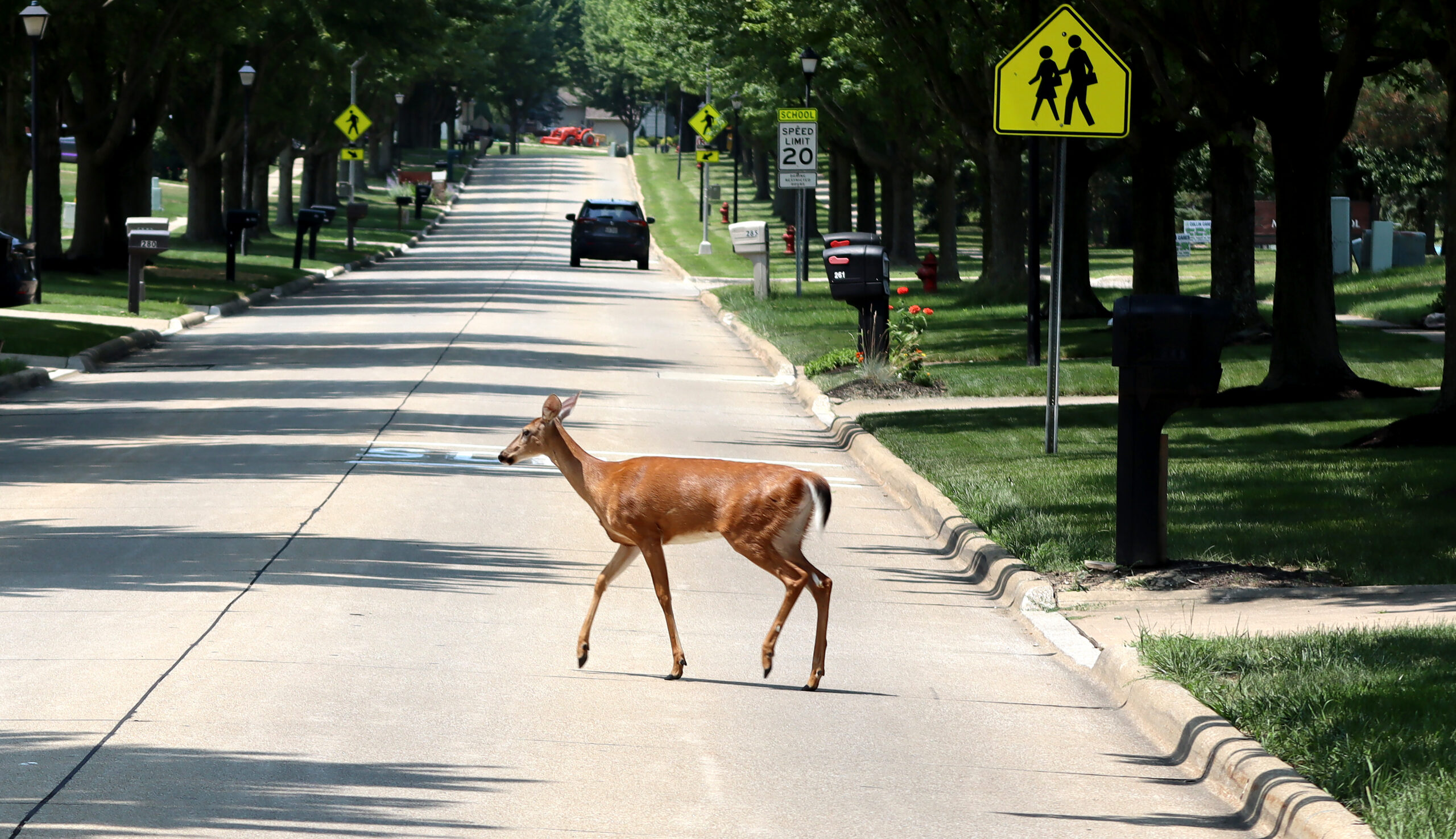 Deer crossing street