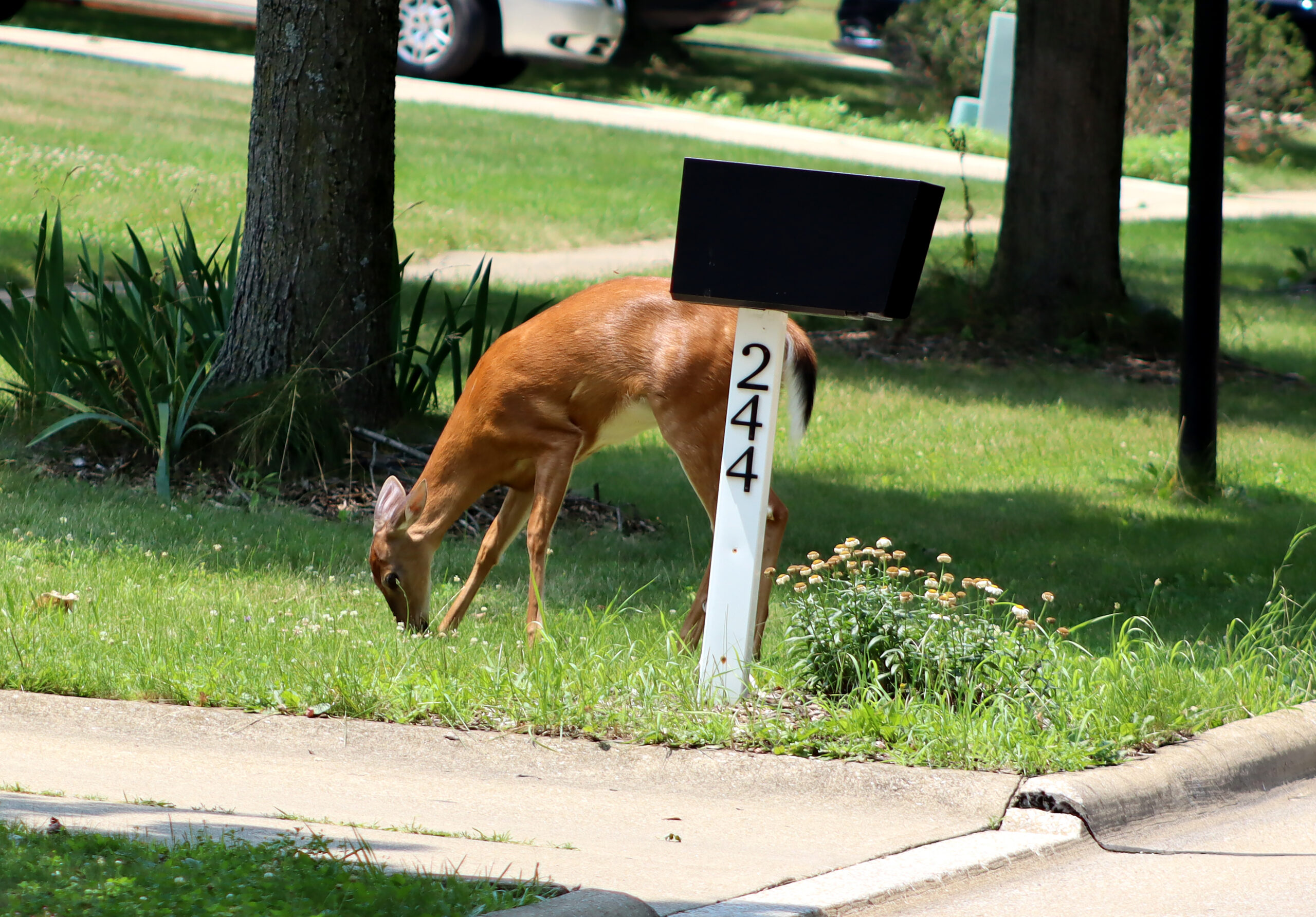 Deer eating near mailbox