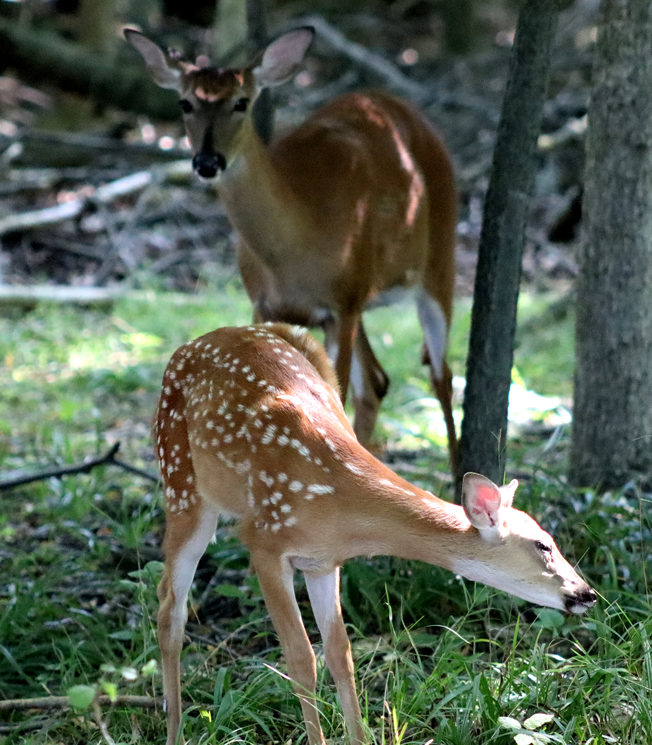 Baby Deer Eating with mom in background