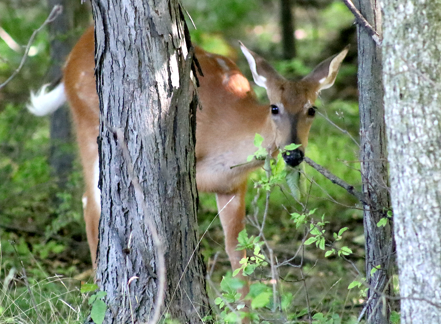 Deer eating a leaf